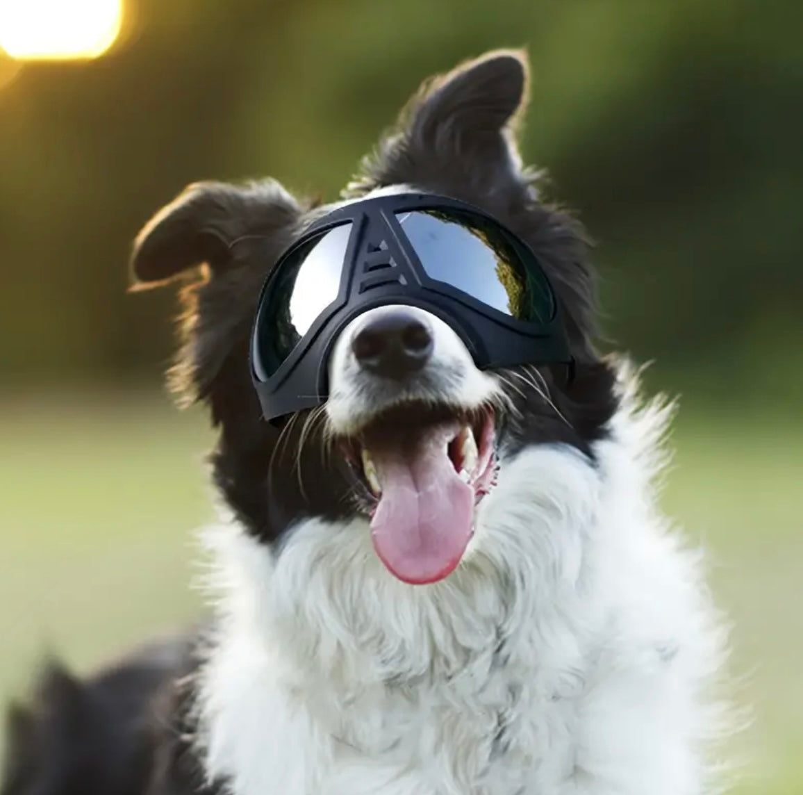 Lunette de protection chien