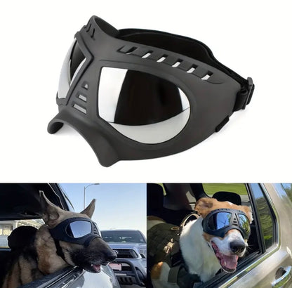 Lunette de protection chien